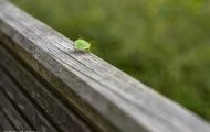 Fluginsekten, Neuflügler - Schnabelkerfe  Wanzen - Grüne Stinkwanze 03.JPG