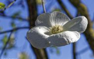 Gärten & Parks - Blumenbeete Bunte Mischung 07.JPG