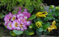 Gärten & Parks - Blumenbeete Bunte Mischung 10.JPG
