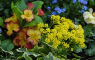 Gärten & Parks - Blumenbeete Bunte Mischung 14.JPG