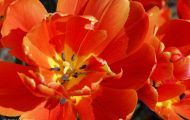 Gärten & Parks - Blumenbeete Bunte Mischung 50.JPG