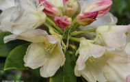 Gärten & Parks - Staudenpflanzen Rhododendron mit gelben Blüten 04.JPG