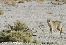Leben im Death Valley - Wachsamer Coyote_.JPG