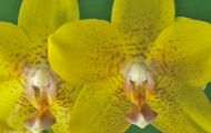 Orchidee Gelb 01.JPG