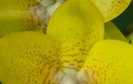 Orchidee Gelb 02.JPG