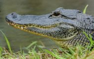 Reptilien, Krokodile - Mississippi Alligator_Alligator missisippiensis_American Alligator 09.JPG