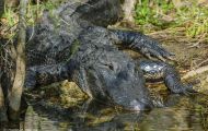 Reptilien, Krokodile - Mississippi Alligator_Alligator missisippiensis_American Alligator 10.JPG