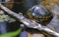 Reptilien, Schildkröten - Florida Schmuckschildkröte_Pseudemis floridana_Common Cooter 02.JPG