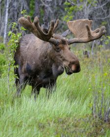 Tiere der kanadischen Rocky Mountains - Elch, Yellowhead Highway.JPG