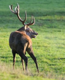 Tiere der kanadischen Rocky Mountains - Rothirsch, Kananaskis Valley.JPG