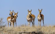 Tiere, Säugetiere - Huftiere   Gabelbock_Antilocapra americana_Pronghorn Antelope 07.JPG