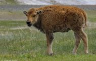 Tiere, Säugetiere - Huftiere  Amerikanischer Bison_Bison bison_Bison 08.JPG