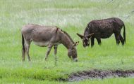 Tiere, Säugetiere - Huftiere  Hausesel_Equus africanus asinus_Donkey (Burro) 01.JPG