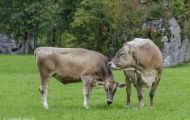 Tiere, Säugetiere - Huftiere  Hausrind_Bos primigenius taurus_Domestic Cattle 07.JPG