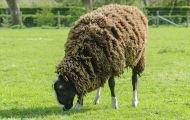 Tiere, Säugetiere - Huftiere  Hausschaf_Ovis orientalis aries_Domestic Sheep 02.JPG