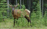Tiere, Säugetiere - Huftiere  Rothirsch_Cervus elaphus_Elk 01.JPG