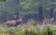 Tiere, Säugetiere - Huftiere  Rothirsch_Cervus elaphus_Elk 03.JPG