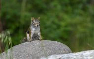 Tiere, Säugetiere - Nagetiere  Gemeines Rothörnchen_Tamiasciurus hudsonicus_American Red Squirrel 05.JPG