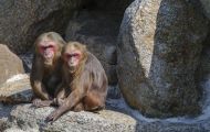 Tiere, Säugetiere - Primaten  Bärenmakak_Macaca_Macaca 01.JPG