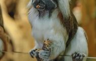 Tiere, Säugetiere - Primaten  Listaffe_Saguinus oedipus_Cottontop Tamarin 01.JPG