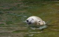 Tiere, Säugetiere - Raubtiere  Eisbär_Ursus maritimus_Polar Bear 04.JPG