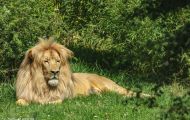 Tiere, Säugetiere - Raubtiere  Löwe_Panthera leo_African Lion 02.JPG