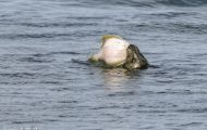 Tiere, Säugetiere - Raubtiere  Seehund_Phoca vitulina_Harbor Seal 11.JPG