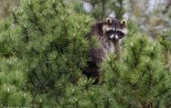 Tiere, Säugetiere - Raubtiere  Waschbär_Procyon lotor_Raccoon 03.JPG