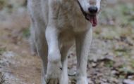 Tiere, Säugetiere - Raubtiere  Wolf_Canis lupus_Gray Wolf 06.JPG
