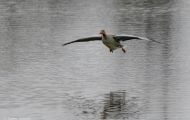Tiere, Vögel - Gänsevögel  Graugans_Anser anser_Western Greylag Goose 11.JPG