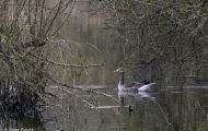Tiere, Vögel - Gänsevögel  Graugans_Anser anser_Western Greylag Goose 13.JPG