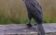 Tiere, Vögel - Gänsevögel  Ohrenscharbe_Phalacrocorax auritus_Double-crested Cormorant 01.JPG