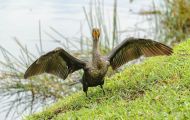 Tiere, Vögel - Gänsevögel  Ohrenscharbe_Phalacrocorax auritus_Double-crested Cormorant 08.JPG