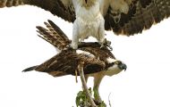 Tiere, Vögel - Greifvögel Fischadler_Pandion haliaetus_Osprey 04.JPG