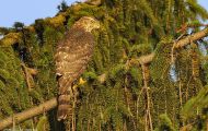 Tiere, Vögel - Greifvögel Mäusebussard_Buteo buteo_Common Buzzard 05.JPG