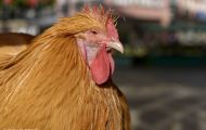 Tiere, Vögel - Hühnervögel  Haushuhn_Gallus gallus domesticus_Domestic Fowl 04.JPG