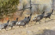 Tiere, Vögel - Hühnervögel Truthuhn_Meleagris gallopavo_Wild Turkey 02.JPG