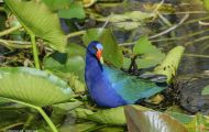 Tiere, Vögel - Kranichvögel  Zwergsultanshuhn_Porphyrio martinica_Purple Gallinule 01.JPG