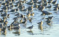 Tiere, Vögel - Regenpfeiferartige Vögel  Schlammtreter_Catoptrophorus semipalmatus_Willet 04.JPG