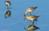 Tiere, Vögel - Regenpfeiferartige Vögel  Schlammtreter_Catoptrophorus semipalmatus_Willet 06.JPG