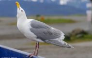 Tiere, Vögel - Regenpfeiferartige Vögel  Silbermöwe_Larus argentatus_Herring Gull 04.JPG