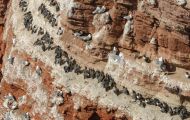 Tiere, Vögel - Regenpfeiferartige Vögel  Trottellumme_Uria aalge_Common Murre 01.JPG