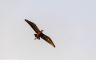 Tiere, Vögel - Ruderfüßer  Brillensichler_Plegadis chihi_White-Faced Ibis 01.JPG