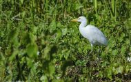 Tiere, Vögel - Ruderfüßer  Kuhreiher_Bubulcus ibis _Cattle Egret 02.JPG