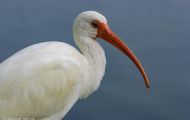 Tiere, Vögel - Ruderfüßer  Schneesichler_Eudocimus albus_White Ibis 06.JPG