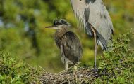 Tiere, Vögel - Schreit- und Storchenvögel  Amerikanischer Graureiher_Ardea herodias_Great Blue Heron 05.JPG