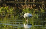 Tiere, Vögel - Schreit- und Storchenvögel  Waldstorch_Mycteria americana_Wood Stork 01.JPG