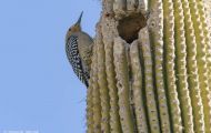 Tiere, Vögel - Spechtvögel  Gilaspecht_Melanerpes uropygialis_Gila Woodpecker 03.JPG