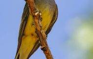 Tiere, Vögel - Sperlingsvögel  Arkansaskönigstyrann_Tyrannus verticalis_Western Kingbird 06.JPG