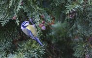 Tiere, Vögel - Sperlingsvögel  Blaumeise_Parus caeruleus_Blue Tit 05.JPG